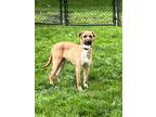 Adopt Chandler a Mixed Breed, Black Mouth Cur