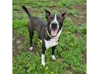 Adopt *Frankie a Border Collie