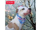 Adopt Cortez a Boxer, Pit Bull Terrier