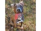 Adopt JJ a Pit Bull Terrier