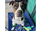 Adopt Baxter a Pit Bull Terrier