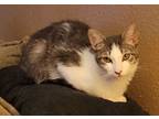 Adopt Wyatt a Domestic Short Hair