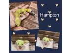 Adopt Hampton a Gecko