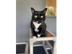 Adopt Sweet Pea a Domestic Short Hair