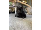 Adopt Jinxy a Domestic Short Hair