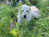 Adopt Steve Rogers a Great Pyr