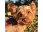 Adopt Dekker a Tan/Yellow/Fawn Silky Terrier / Mixed dog in Houston