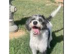 Adopt Ghost a Black Terrier (Unknown Type, Small) / Beagle / Mixed dog in