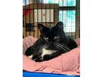 Adopt Esmeralda a Domestic Shorthair / Mixed (short coat) cat in Windsor