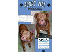 Adopt Precious a Brown/Chocolate Labrador Retriever / Boxer / Mixed dog in