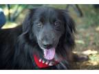 Adopt Amaya a Black - with White Border Collie / Collie / Mixed dog in Van Nuys
