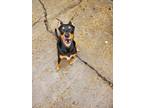 Adopt Fonzie- Bonded To ALMOND a Black German Pinscher / Mixed dog in New