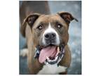 Adopt Brutus a Brown/Chocolate - with White American Staffordshire Terrier /