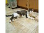 Adopt Thisbe a Brown or Chocolate Domestic Shorthair / Mixed cat in Monroe