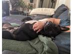 Adopt Bruno a Black - with White Pit Bull Terrier / Mixed dog in Chula Vista