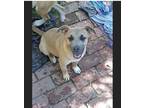 Adopt Jimmy a Tan/Yellow/Fawn Feist / Black Mouth Cur / Mixed dog in Birmingham