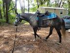 Purebred Florida Cracker Horse Gelding, Flashy dark, dapple, gray