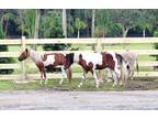 Mini Horses Sorrrel Paint Bonded Pair Project