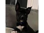 Adopt Alice a Black - with White Husky / Pit Bull Terrier / Mixed dog in