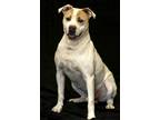Adopt Bubz a Tan/Yellow/Fawn American Staffordshire Terrier / Mixed dog in