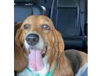 Adopt Jade a Tricolor (Tan/Brown & Black & White) Basset Hound / Mixed dog in