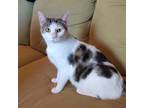 Adopt Jackie a White (Mostly) Domestic Shorthair (short coat) cat in Wilmington