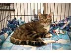 Adopt Bruno a Brown Tabby Domestic Shorthair (short coat) cat in Woodland Hills