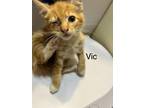 Adopt Vic (Renegade Claws) a Spotted Tabby/Leopard Spotted Domestic Shorthair /