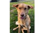 Adopt Jaxx a Tan/Yellow/Fawn Golden Retriever / Shepherd (Unknown Type) / Mixed