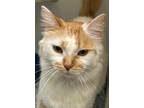 Adopt MIMI a White Domestic Mediumhair / Domestic Shorthair / Mixed cat in