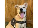 Adopt Pedro a White - with Tan, Yellow or Fawn Carolina Dog / Carolina Dog /