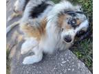 Adopt Cielo a Merle Australian Shepherd / Mixed dog in Orlando, FL (37268189)