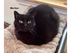 Adopt Morton a Domestic Shorthair / Mixed (short coat) cat in Hartville