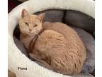 Adopt Fiona a Domestic Shorthair / Mixed (short coat) cat in Hartville