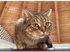 Adopt Liza Meownelli a Domestic Shorthair / Mixed (short coat) cat in Hartville