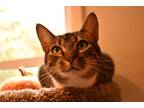 Adopt Bug aka Love Bug a Domestic Shorthair / Mixed (short coat) cat in