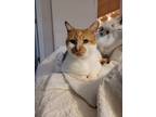 Adopt Freeway a Orange or Red Tabby Domestic Shorthair / Mixed cat in Ferndale