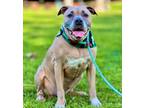 Adopt Penny a Tan/Yellow/Fawn Pit Bull Terrier / Akita dog in los angeles