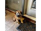 Soft Coated Wheaten Terrier Puppy for sale in Lincoln, KS, USA