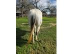 Layla all around registered mare