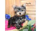 AKC Irina -Yorkie Girl - 4 lbs