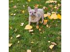 French Bulldog Puppy for sale in Delta, CO, USA