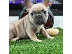 French Bulldog Puppy for sale in Riverside, CA, USA