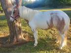 Mini mare 4 yr old,