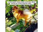 Adopt LILLY a Chow Chow, Spitz