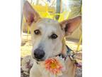 Adopt Karma a Labrador Retriever, Pharaoh Hound