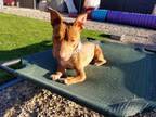 Adopt Janey Rico a Staffordshire Bull Terrier, Dachshund
