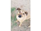 Adopt Meggy a Labrador Retriever, German Shepherd Dog