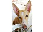 Adopt Tinkerbell a Labrador Retriever, Pharaoh Hound