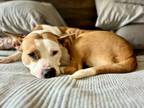 Adopt Daisy a Pit Bull Terrier